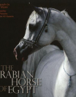 Arabian Horse Of Egypt  The