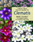 Clematis