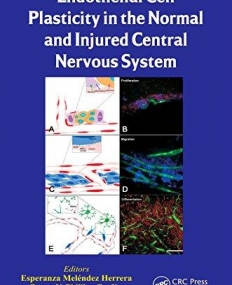 Endothelial Cell Plasticity in the Normal and Injured Central Nervous System