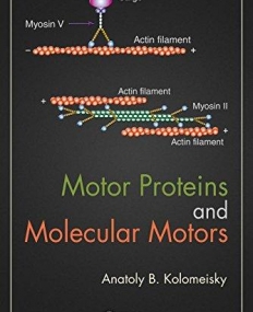 Motor Proteins and Molecular Motors