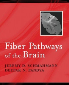 Fiber Pathways Of The Brain