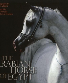 Arabian Horse Of Egypt  The