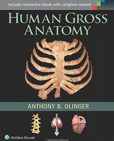 Human Gross Anatomy