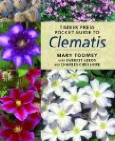 Clematis