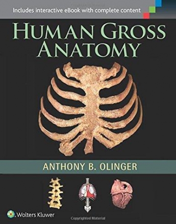 Human Gross Anatomy