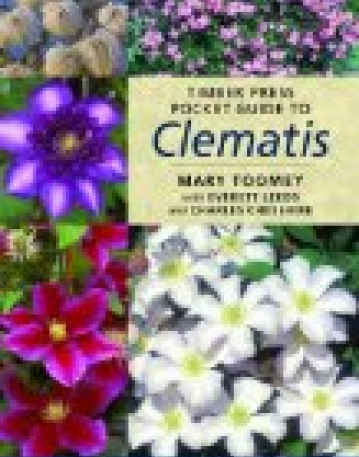 Clematis